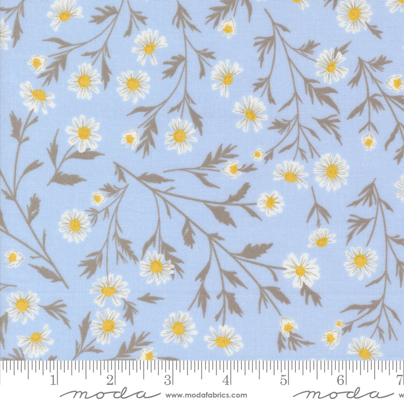 Sun Drenched Wild Daisy Chain Sky
